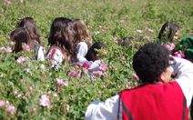 Първи розобер в село Черганово на Фестивал на розата 2017