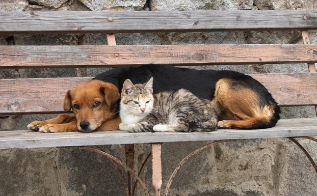 Акция за безплатно кастриране на кучета и котки в Казанлък