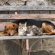 Акция за безплатно кастриране на кучета и котки в Казанлък